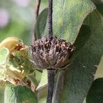 Phlomis chrysophylla Frukt