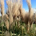 Miscanthus sinensis Ostatní