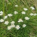 Achillea erba-rotta Hábito