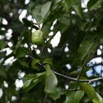 Hirtella thouarsiana Fruto