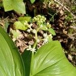 Maianthemum racemosum Цветок