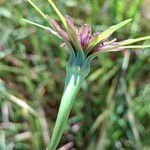 Tragopogon porrifolius 花