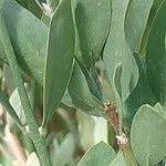 Simmondsia chinensis Φύλλο