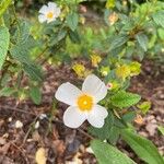 Cistus x hybridus Çiçek