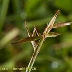 Carex pyrenaica Fruit