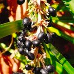 Liriope spicata Fruit