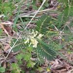 Sophora alopecuroides Flower