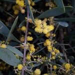 Acacia redolens Flor