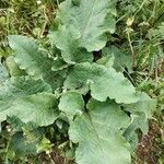 Arctium nemorosum Leaf