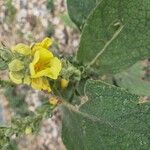 Verbascum densiflorumFlor