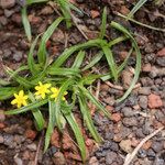 Hypoxis angustifolia Outro