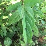 Scrophularia oblongifolia Leaf