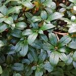 Rhododendron sanguineum Leaf