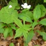 Ranunculus platanifolius Övriga