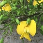 Diphysa americana ᱵᱟᱦᱟ