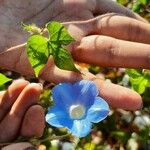 Ipomoea hederacea Jacq.Flower