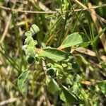 Euphorbia crotonoides Hostoa