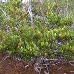 Uromyrtus emarginata Habit
