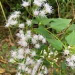 Chromolaena odorata Цветок