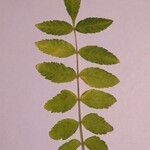 Rhus coriaria Otro