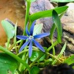 Heteranthera limosa Virág