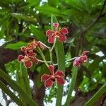 Vanda limbata 花