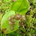 Maianthemum canadense Fruto