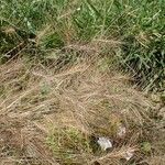 Taeniatherum caput-medusae Libunga