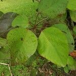 Hibiscus waimeae Feuille