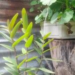 Epidendrum radicans Лист