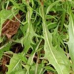 Crepis setosa Leaf