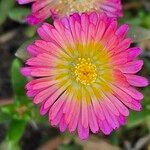 Delosperma sutherlandii Lorea