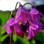 Primula matthioli Fruit