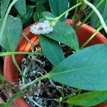 Anthurium scandens Fruto