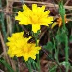 Scorzonera austriaca Flor