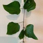 Smilax herbacea ഇല