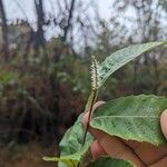 Castanea pumila Flower