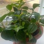 Peperomia glabella Агульны выгляд