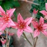 Graptopetalum bellum 花