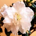 Azalea alabamensis Flor