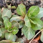 Ludwigia palustris Leaf