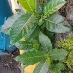 Ficus septica ഇല