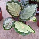 Goeppertia picturata 葉