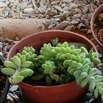 Sedum burrito Feuille