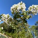 Lagerstroemia speciosa Blomst