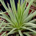 Agave stricta ഇല