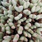 Conophytum bilobum 葉