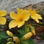 Hypericum richeri Alkat (teljes növény)