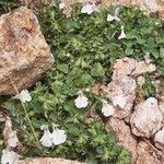 Stachys corsica Habitat