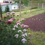 Dianthus barbatusFloro